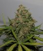 BRxBD-BX1-P1-Harvest-Day61-3.JPG