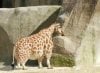 midget giraffee.jpg