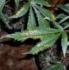 how-to-fix-boron-deficiency-marijuana.jpg