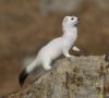 ermine.jpg