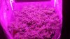 5 - Blurple canopy.JPG