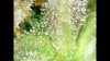 trichomes3.jpg