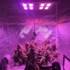 This plant will bask 12” under the Unit Farm UFO-80 LED grow light #harvest.jpg