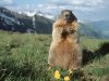 Alpine_Marmot_Hohe_Tauern_National_Park_Austria.jpg