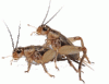 crickets-gif-258.gif