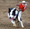 monkey-riding-dog2-750x741.jpg