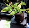 ducksfoot clones pic2 -1-4-2018.jpg