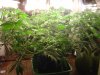 60 day old Adam 22nd day flowering 2.JPG