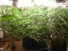 60 day old Adam 22nd day flowering 2.JPG