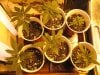 grow room 001.jpg