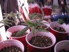 grow room 018.jpg