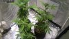 2x2-Seeds-Day38.jpg