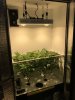 cabinet1_NL_scrog2.jpg