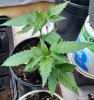 Ducksfoot clone plant1 pic1 -1-14-2018.jpg