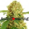 white-widow-autoflowering-seeds-2_large.jpg