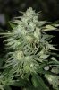 DreamRipper-F1-P1-Day42-1.JPG