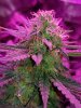 GG4 amazing frost 11.8.2017.jpg