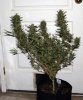 SkunkNo1-P7-Day52-Harvest-1.JPG