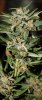 BlueRipper-BX1-P3-Day52-Harvest-2.JPG