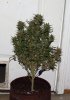 BlueRipper-BX1-P3-Day52-Harvest-1.JPG