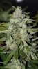 DreamRipper-F1-P1-Day52-1.JPG