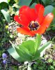 040209tulip.jpg