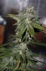 Fireballs-P1-Day55-Harvest-2.JPG