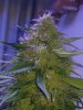 1.29.2017-1 Single shot grown by Loki Farm UFO80LED.jpg