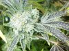 Useful's Sour Princess close up pre-harvest 67 days.jpg