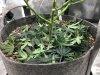 02.05.18_2x4-pre-flower-defoliation.jpg