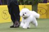 westminster-dog-show-41.jpg