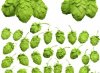 hops-3d-model-max-obj.jpg