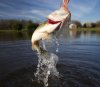 bass-jumping-shutterstock_178882640.jpg