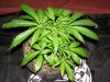 dominion skunk day 36 (3).JPG