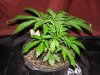 dominion skunk day 36 (7).JPG