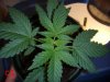 Day 44 - Day 2 of Flowering - C1.JPG