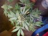 5 weeks flowering 11_17.JPG