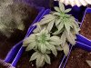 3rd Grow Transplant (4).jpg