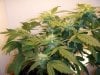 Day 75 - Day 33 of Flowering 1.jpg