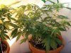 Day 75 - Day 33 of Flowering 2.jpg