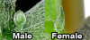 gI_92583_cannabis-preflower-comparison.png