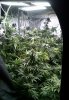 All plants QB Tent pic1 -6-30-2017.jpg