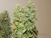 F2- F3 Harvest 012.jpg