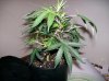 dirtmeds-albums-growop-09-picture49923-aurora-indica-clone-3-1.jpg