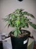 dirtmeds-albums-growop-09-picture49925-mummia-3-1-2-weeks.jpg