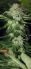 BluePyramid-P1-Seeded-Day33-1.JPG