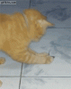 1394312388_mouse_tricks_cat_by_playing_dead.gif