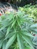 04.07.18outdoor-bud.jpg