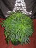 Dominion Skunk #8 day 9 (2).JPG