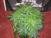 Dominion Skunk #8 day 9 (3).JPG